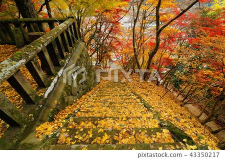 Oita autumn spirit maple Oita autumn spirit maple 43350217