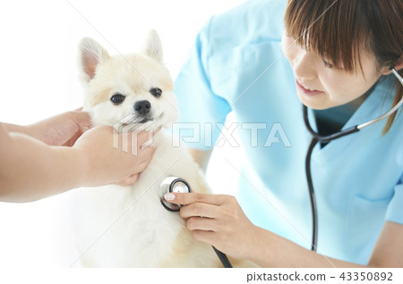 A veterinarian 43350892
