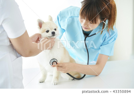 A veterinarian 43350894