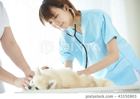 獸醫 43350903