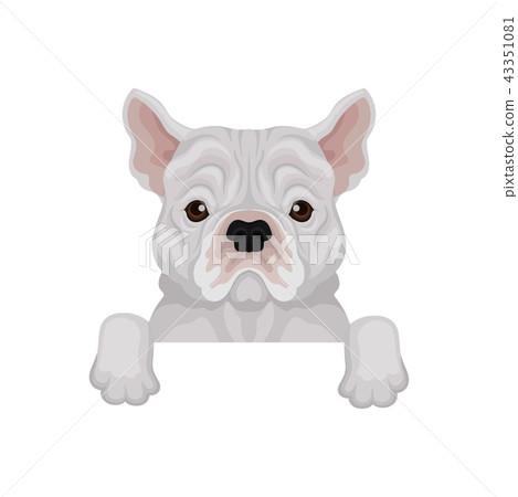 Adorable french bulldog peeking out from border. Home pet. Domestic dog. Flat vector element for 43351081
