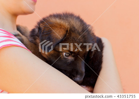 Young beautiful woman with a black puppy. Young beautiful woman with a black puppy. 43351755