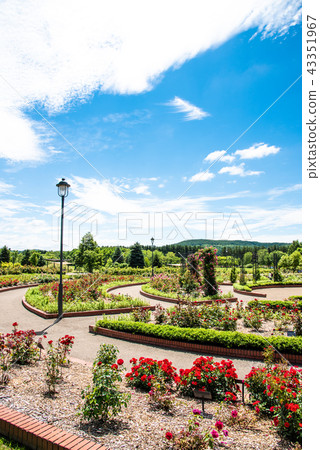 Iwamizawa rose garden 43351967