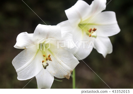 漂亮的兩朵百合花 43352015