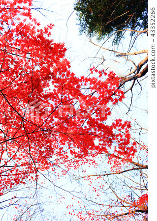 Autumn leaves, trees, autumn 43352266