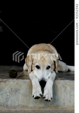 Yellow Labrador lay down on the concrete floor 43352342