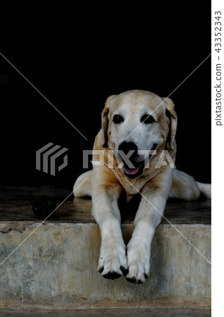 Yellow Labrador lay down on the concrete floor Yellow Labrador lay down on the concrete floor 43352343