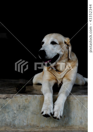 Yellow Labrador lay down on the concrete floor Yellow Labrador lay down on the concrete floor 43352344