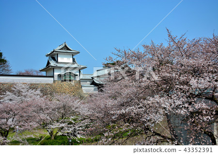 Landmark of Kanazawa Castle seen from Kanazawa Castle Park (63), Ishikawa Gate, Kenrokuen of Sakura, Ishikawa Gate Landmark of Kanazawa Castle seen from Kanazawa Castle Park (63), Ishikawa Gate, Kenrokuen of Sakura, Ishikawa Gate 43352391
