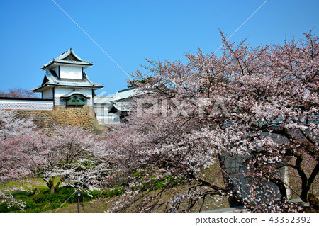 Landmark of Kanazawa Castle seen from Kanazawa Castle Park (64), Ishikawa Gate, Kenrokuen of Sakura, Ishikawa Gate Landmark of Kanazawa Castle seen from Kanazawa Castle Park (64), Ishikawa Gate, Kenrokuen of Sakura, Ishikawa Gate 43352392