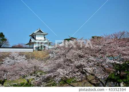 Landmark of Kanazawa Castle seen from Kanazawa Castle Park (66), Ishikawa Gate, Kenrokuen of Sakura, Ishikawa Gate Landmark of Kanazawa Castle seen from Kanazawa Castle Park (66), Ishikawa Gate, Kenrokuen of Sakura, Ishikawa Gate 43352394