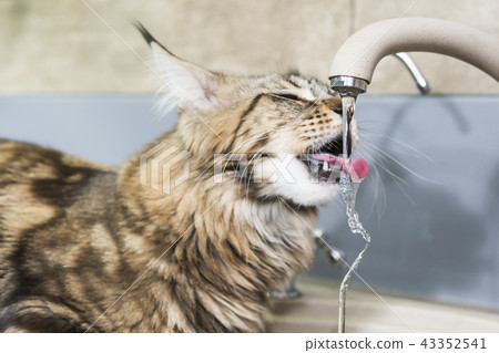 Cat drinking tap water Cat drinking tap water 43352541
