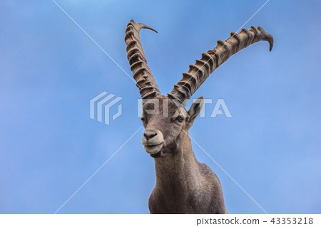 Ibex, Range of Mont Blanc, France 43353218