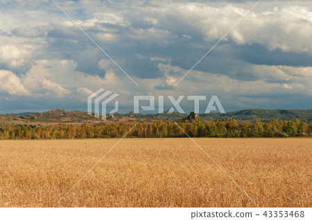 wheat field on sunset 43353468