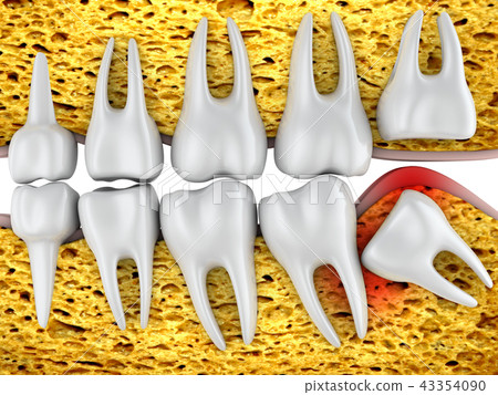 molars and wisdom tooth molars and wisdom tooth 43354090