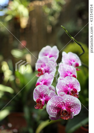 Phalaenopsis Phalaenopsis Phalaenopsis Phalaenopsis 43354954