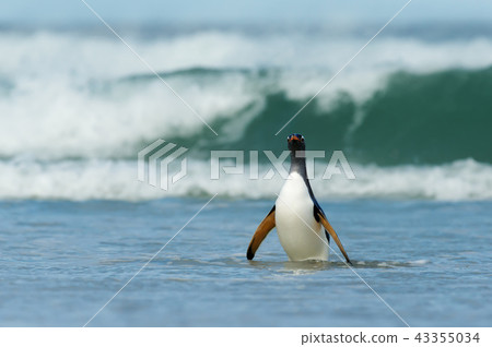 Gentoo penguin coming on shore from a stormy ocean Gentoo penguin coming on shore from a stormy ocean 43355034