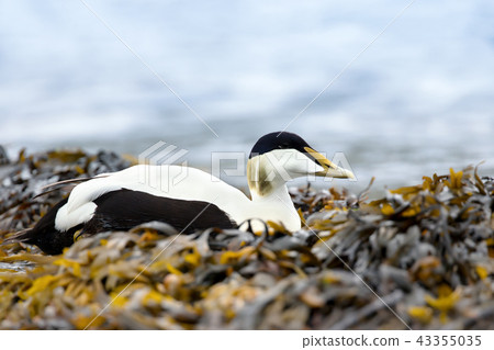 Close-up of a male common eider lying in seaweed Close-up of a male common eider lying in seaweed 43355035