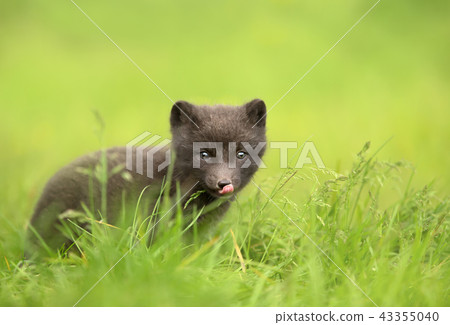 Arctic fox cub sitting in the grass Arctic fox cub sitting in the grass 43355040