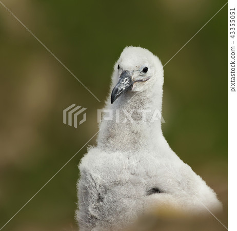 Close-up of a young Black-browed Albatross chick 43355051