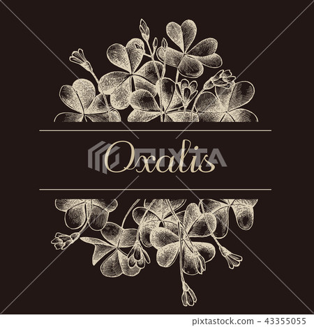 Hand drawn design with oxalis isolated on chalkboard 43355055