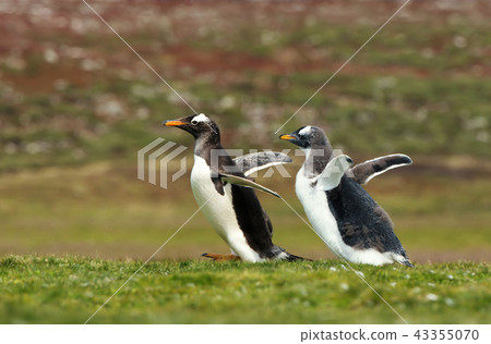 Gentoo penguin chick chasing its parent to be fed 43355070