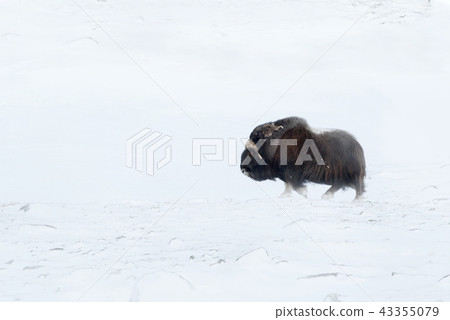 Close-up of a Musk Ox walking in snow storm Close-up of a Musk Ox walking in snow storm 43355079