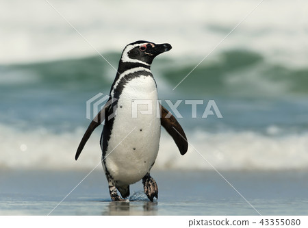 Close-up of a Magellanic penguin on a sandy beach 43355080