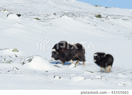 Female Musk Ox with a calf in snow 43355081