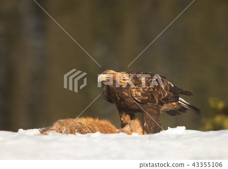 Golden Eagle feeding on a dead red fox Golden Eagle feeding on a dead red fox 43355106