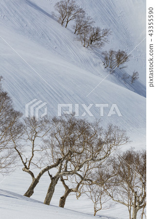 Snowy spring Happo ridge and daiakeba 43355590