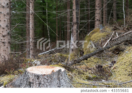 Newly cut spruce tree stump 43355681