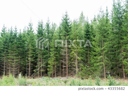 Lush spruce tree forest Lush spruce tree forest 43355682