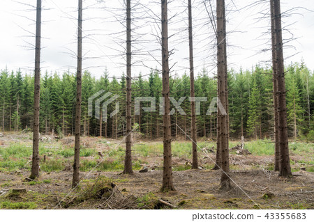 Spruce tree forest in different ages Spruce tree forest in different ages 43355683