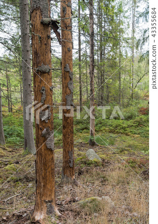 Spruce trees damaged by insects Spruce trees damaged by insects 43355684
