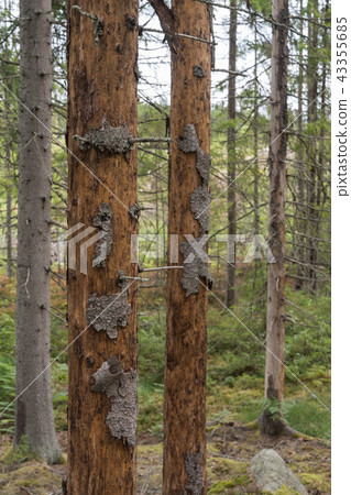 Damaged spruce trees Damaged spruce trees 43355685