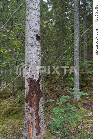 Spruce tree destroyed by insects Spruce tree destroyed by insects 43355686