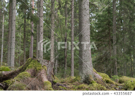 Mossy tree stump 43355687