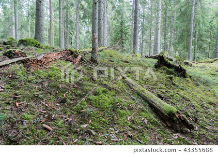 Old mossy forest ground Old mossy forest ground 43355688