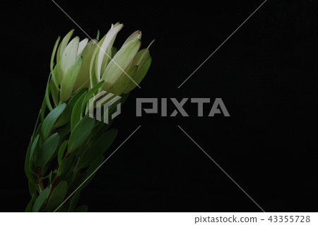 Ruka dendron 43355728