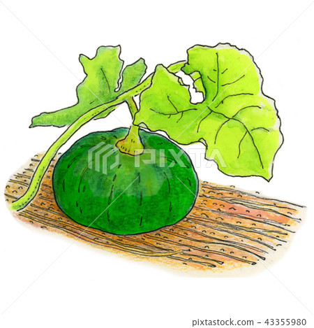 Pumpkin in the field 43355980