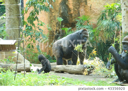 Gorilla Family Protected by Dad Gorilla 43356920
