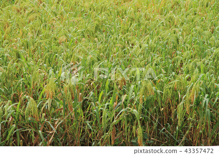 Millet grain Millet grain 43357472