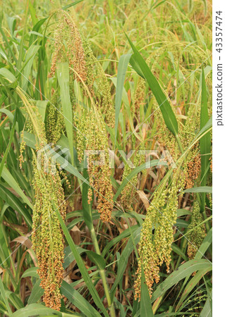 Millet grain 43357474