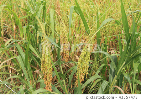 小米粒 小米粒 43357475