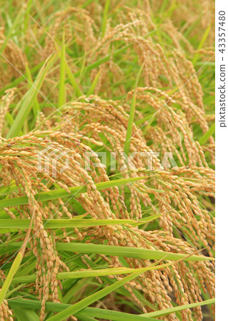 Sake rice Miyama Mio Sake rice Miyama Mio 43357480