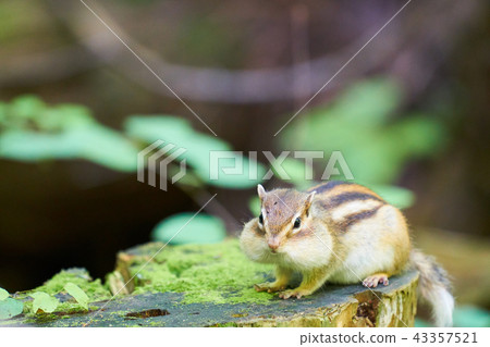 Chipmunk Chipmunk 43357521