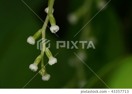 Nature Plant Yamanoimo, a dinosaur strain, which is a female strain. Like male flowers, the petals are not fully open and have now bloomed 43357713
