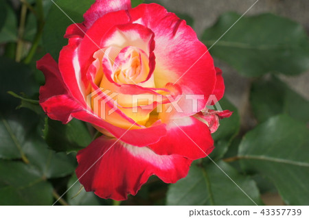 Double Delight in Spring (Seasonal Cooking) Double Delight in Spring (Seasonal Cooking) 43357739