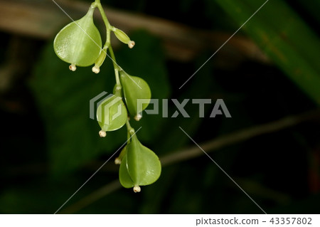 Nature Plant Yamanoimo, young fruit. Female strain is less than male strain and this figure seems not to be seen so much 43357802